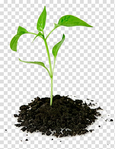 Green leaf plant , Plant Seedling Pletivo, Tree plantation.