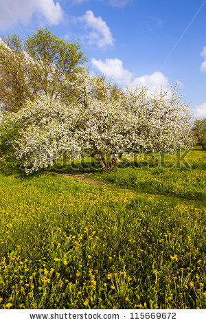 Crab Apple Tree Stock Photos, Royalty.