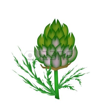 240 Artichoke Flower Stock Illustrations, Cliparts And Royalty.