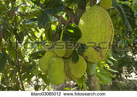 Stock Photo of "Fruit on a Jackfruit tree (Artocarpus.