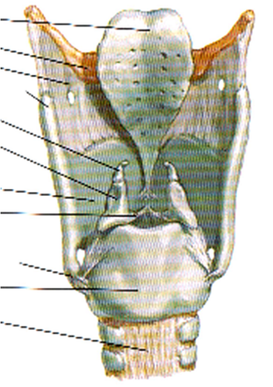 Corniculate Cartilages The Corniculate Cartilages.