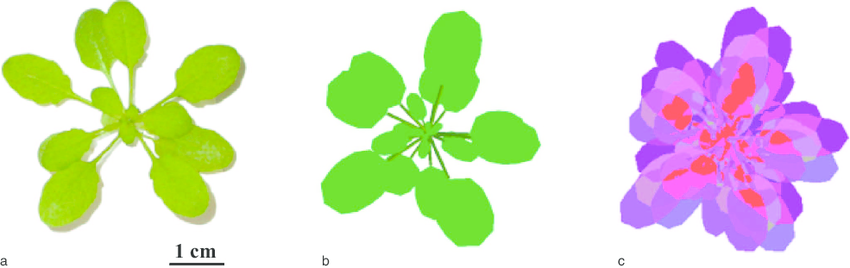 a) Photograph of an Arabidopsis thaliana plant, (b) its 3D.