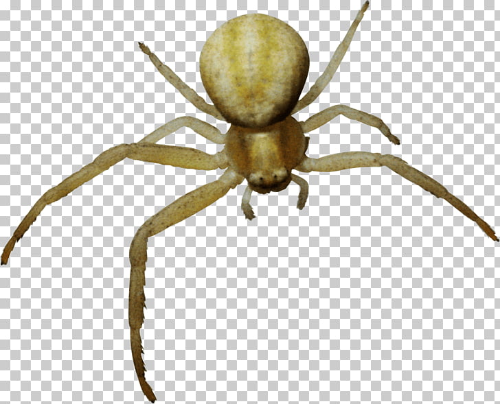 Tela de araña, araña PNG Clipart.