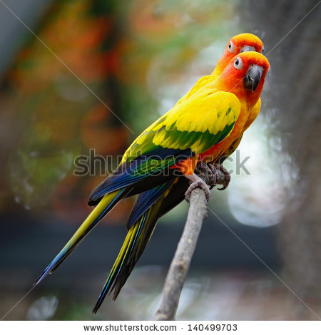 Aratinga Solstitialis Stock Photos, Royalty.