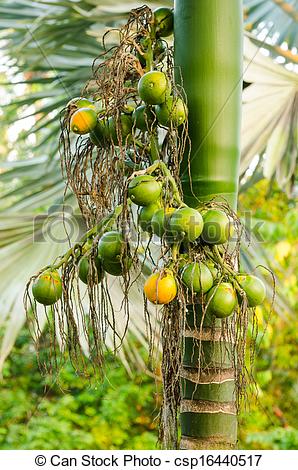 Stock Photography of Closeup ripe areca nut or Areca catechu, raw.