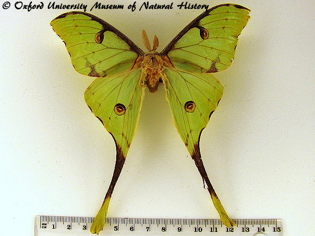 Argema mittrei African Moths.