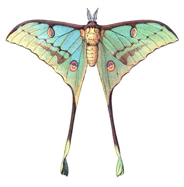 Comet Moth (Argema mittrei) Illustration.