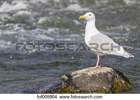 Stock Photo of USA, Alaska, Katmai Nationalpark, King Salmon.