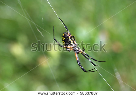 Argiope Aurantia Stock Photos, Royalty.