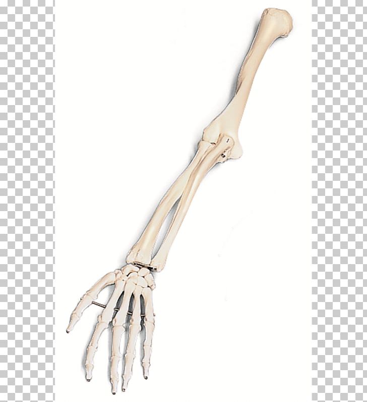 Arm Human Skeleton Bone PNG, Clipart, Anatomy, Arm, Bone.