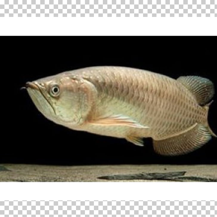 Siamese fighting fish Tilapia Gulf saratoga Asian arowana.