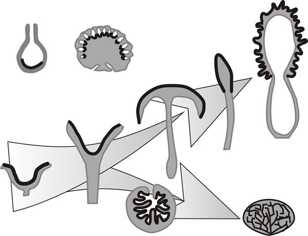 9.8 Globose structures: sclerotia, stromata, ascomata and basidiomata.