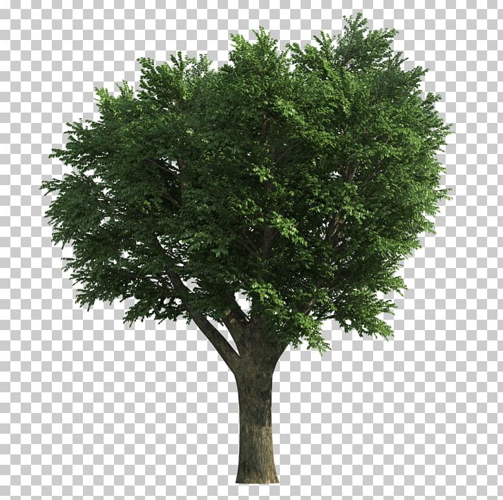 Tree Ash Stock Photography PNG, Clipart, Ash, Bathroom, Branch.