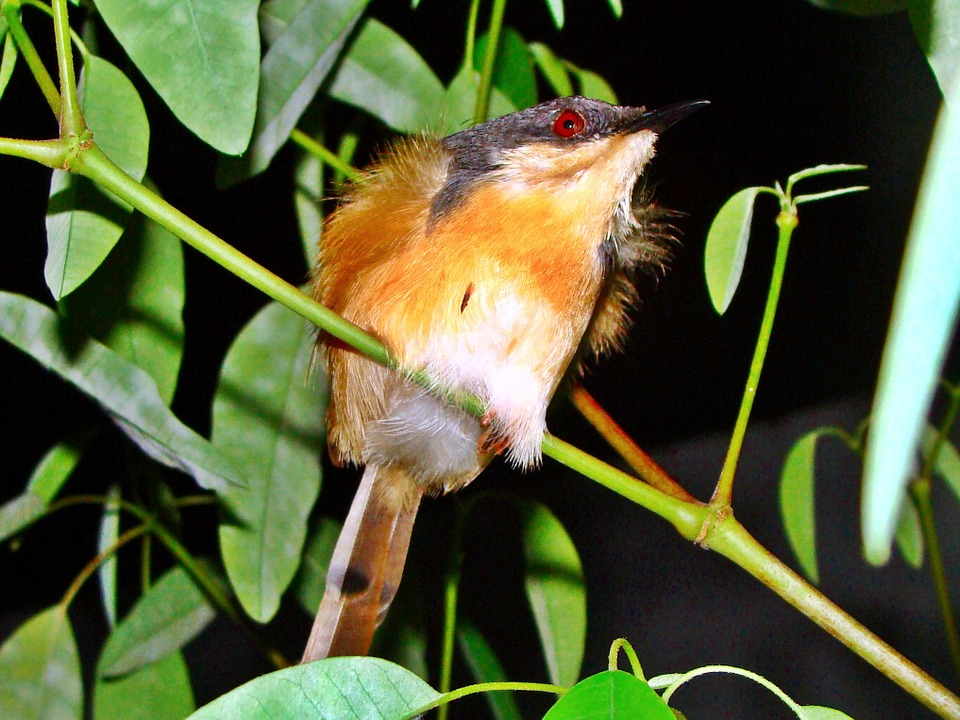 Free photo Bird Wren Close.