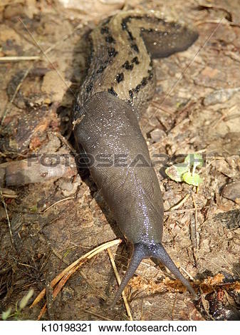 Stock Photography of Ashy.