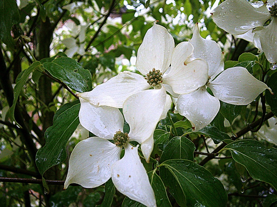 Dogwood, Flower.