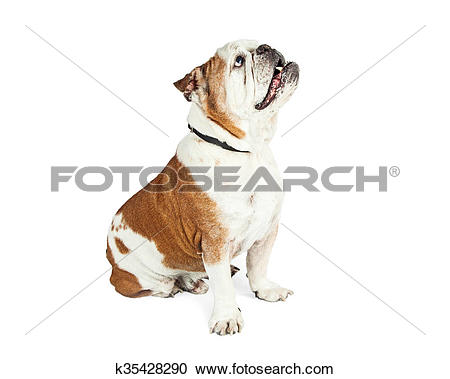 Stock Photography of Attentive Dog Sitting Side Looking Up.