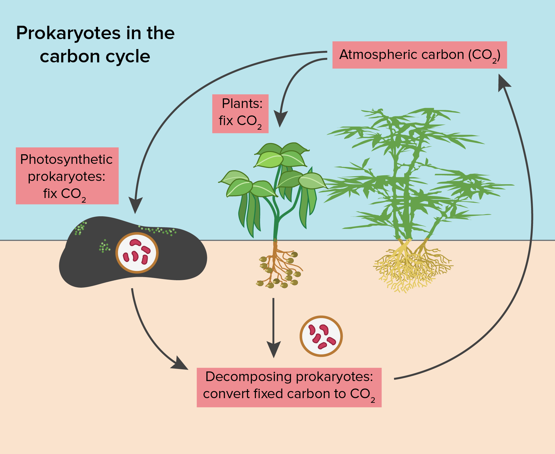 Planting clipart autotroph, Planting autotroph Transparent.