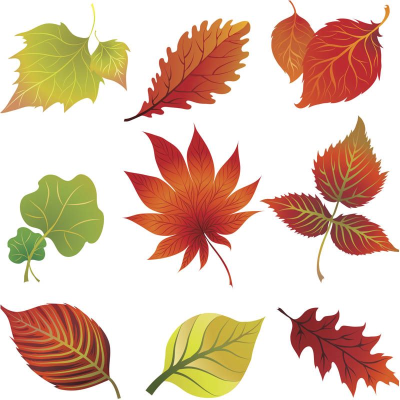 Fall leaves clip art vector.