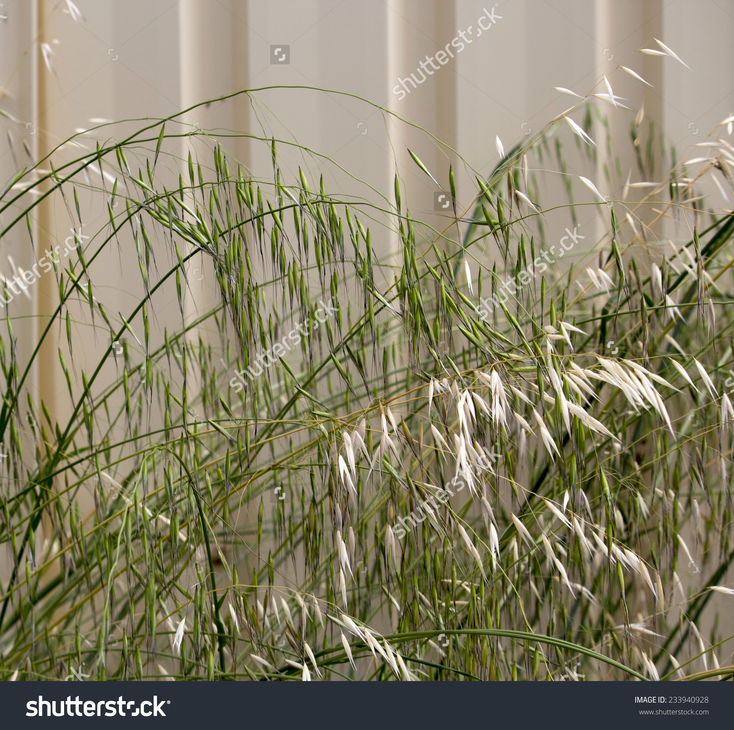 Avena Fatua A Common Wild Oats Growing In Spring And Summer.