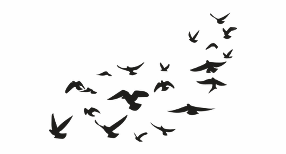 Pajaros Palomas Aves Negro Picsart Png Stickers.