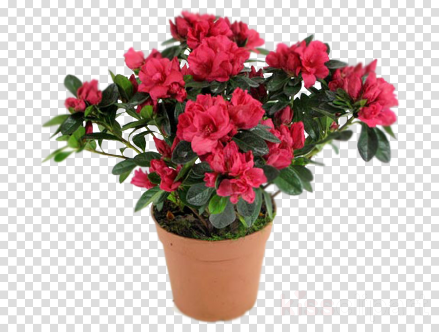 flower plant azalea pink shrub clipart.