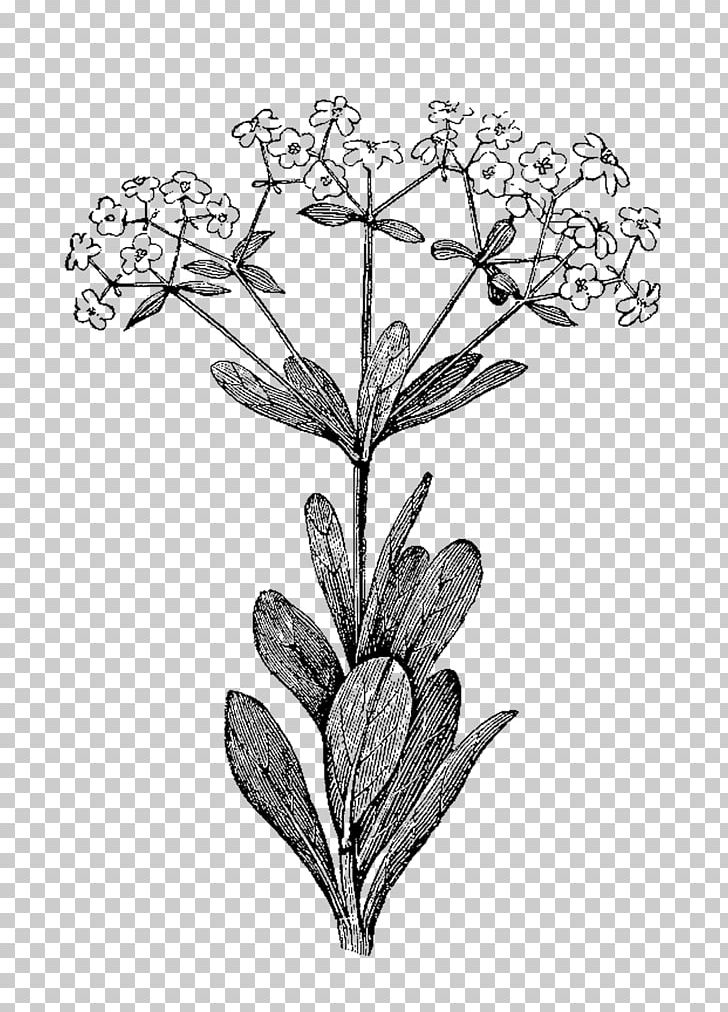 Botanical Illustration Botany Illustration PNG, Clipart, Art.