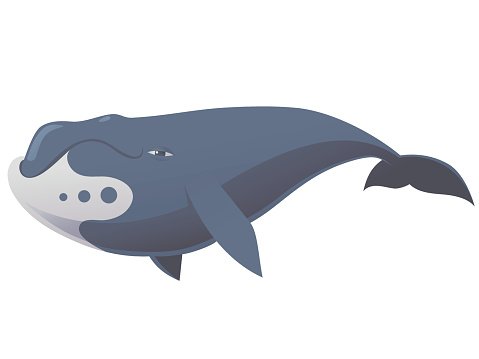 funny bowhead whale Clipart Image.