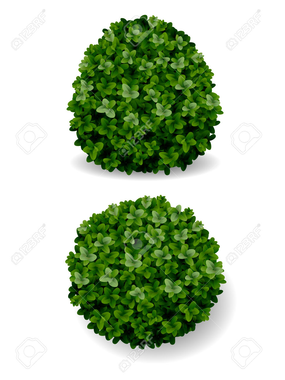 252 Boxwood Stock Illustrations, Cliparts And Royalty Free Boxwood.