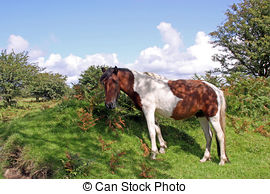 Stock Photographs of Bodmin Moor.