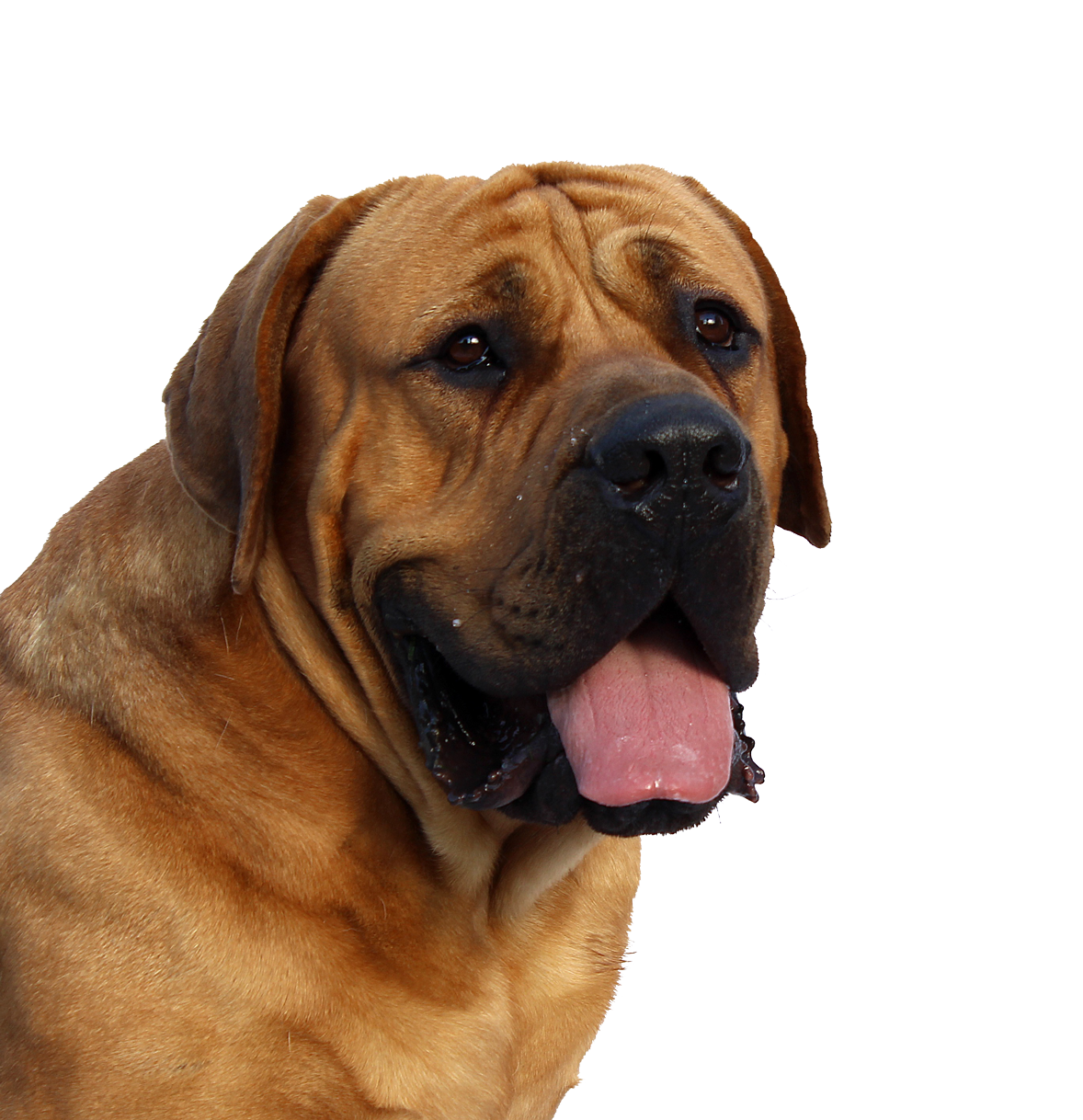 Dogue de Bordeaux English Mastiff Puppy Cat.