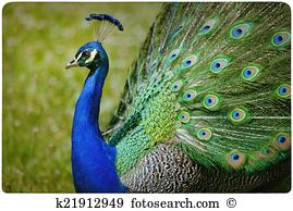 Peacock figure Stock Photo Images. 281 peacock figure royalty free.