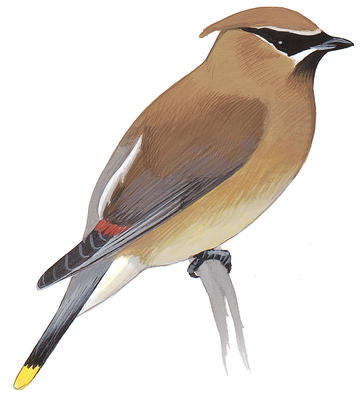 Bohemian Waxwing.