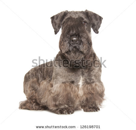 Cesky Terrier Stock Photos, Royalty.