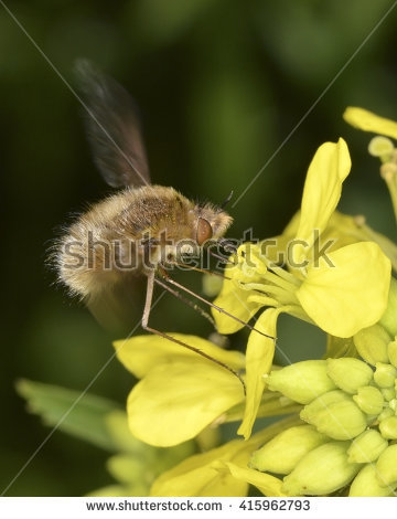 Bombyliidae Stock Photos, Royalty.