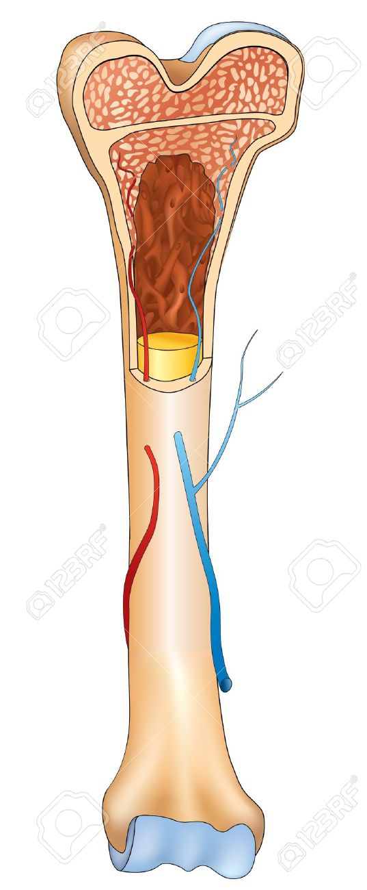 Bone Structure Details Royalty Free Cliparts, Vectors, And Stock.