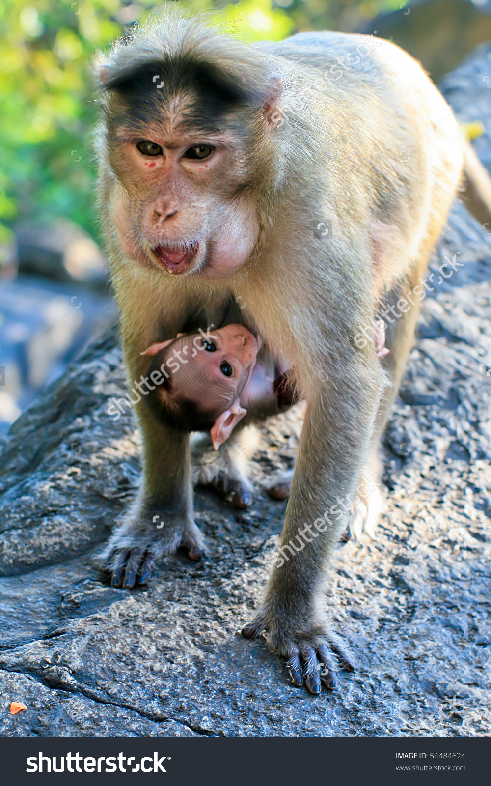 Bonnet Macaque Mother Baby Dudhsagar Waterfall Stock Photo.