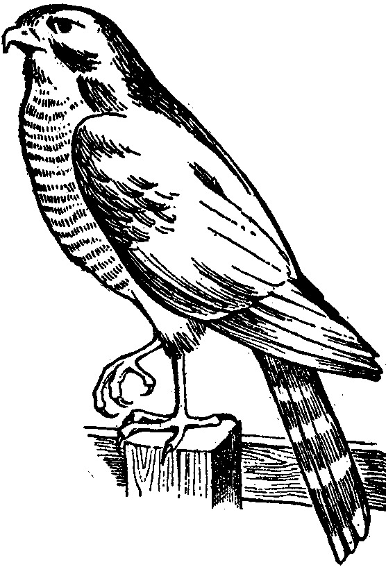 Hawk Clipart & Hawk Clip Art Images.