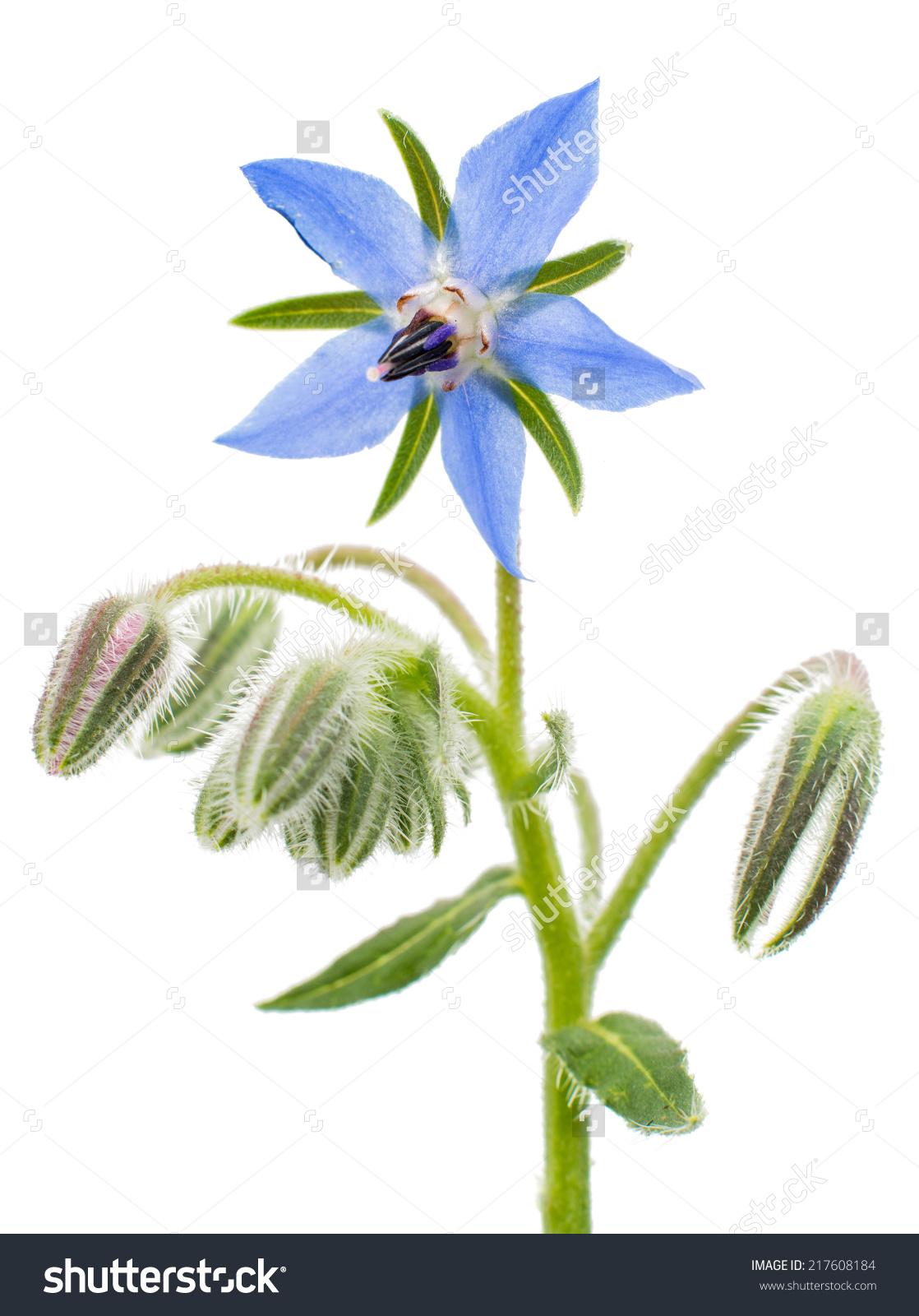 Borage On White Background Stock Photo 217608184.