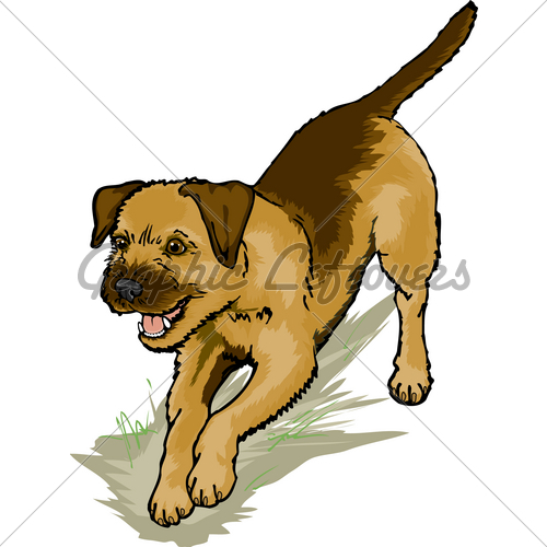 Border Terrier Dig · GL Stock Images.