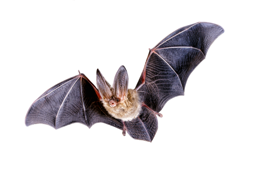 Bat PNG Transparent Images.