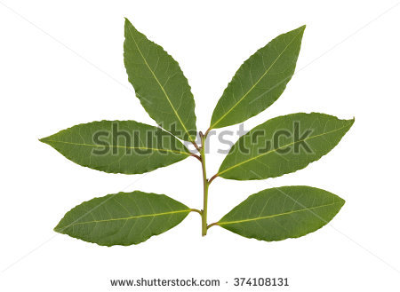 Bayleaf Stock Photos, Royalty.