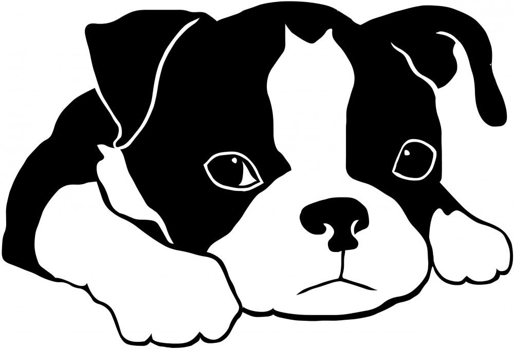 Boston Terrier Clipart.