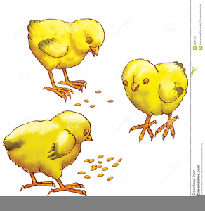 Free Clipart Of Baby Chickens.