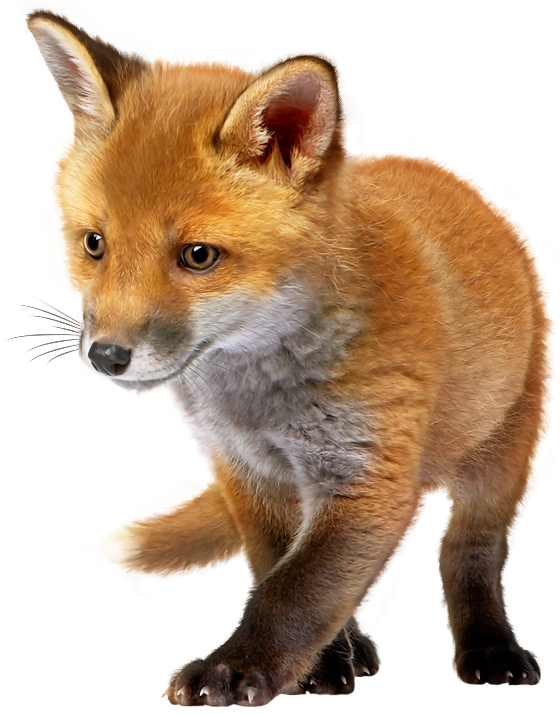 Baby Fox Png & Free Baby Fox.png Transparent Images #49496.