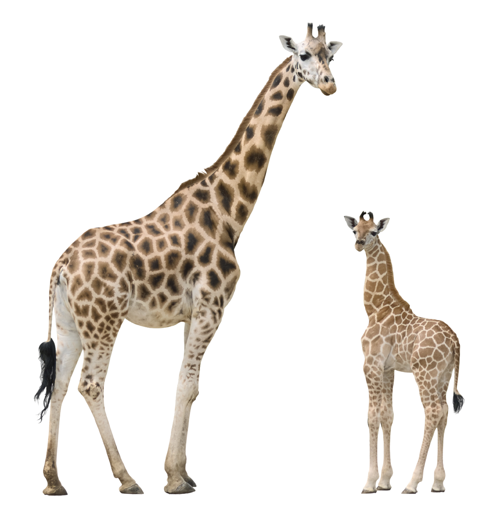 Clipart giraffe mother baby giraffe, Clipart giraffe mother.