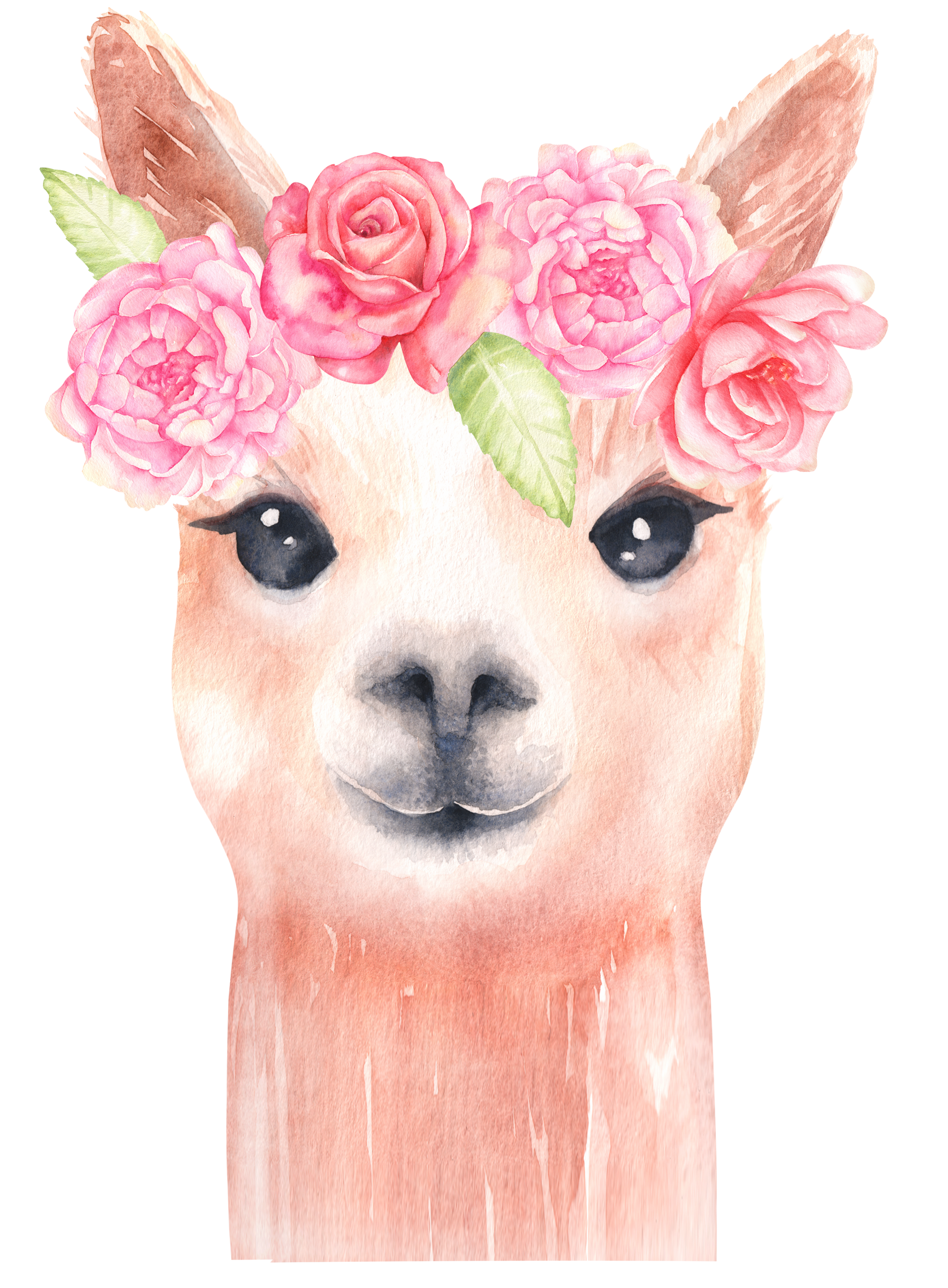 Llama watercolor clipart/ alpaca graphics/ watercolor clipart.