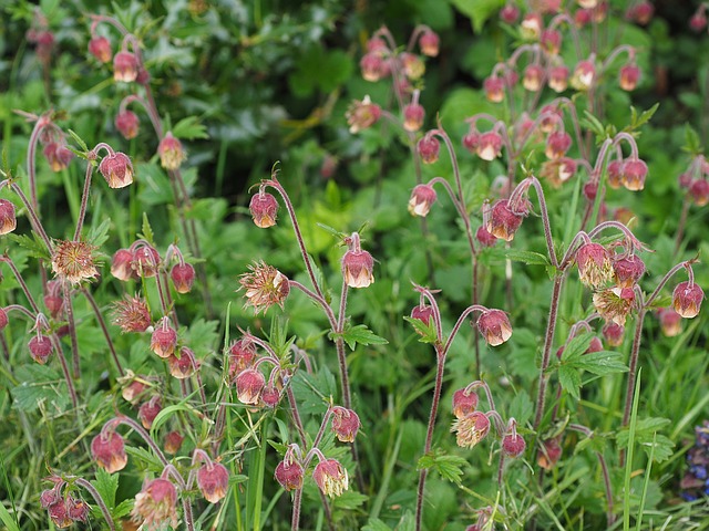 Free photo Colewort Herb Bennet Geum Urbanum Wood Avens.