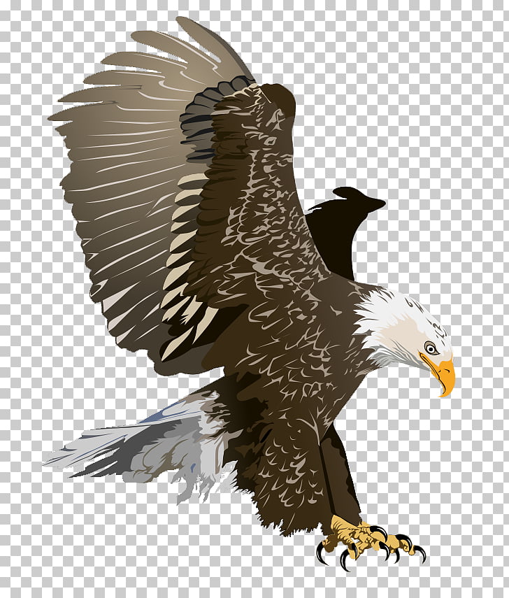 Bald Eagle Free content , Eagle Flying s PNG clipart.