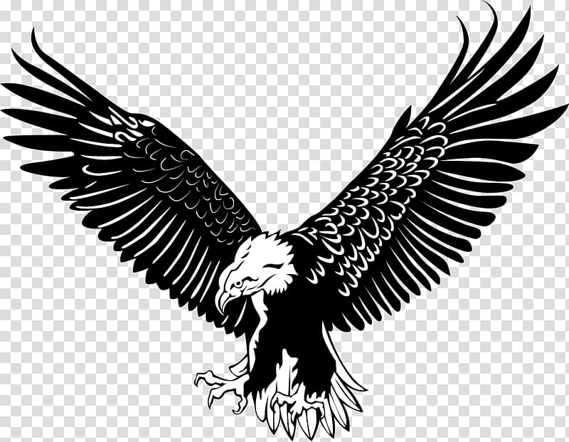 White and black eagle stencil, Bald Eagle Bird, The eagle.